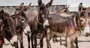 وفاقی کابینہ کی اقتصادی رابطہ کمیٹی کی جانب سے گدھے کا گوشت اور کھالیں چین برآمد کرنے کی منظوری دے دی